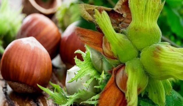 Fındık ihracatında yeni hedef Brezilya ve Meksika