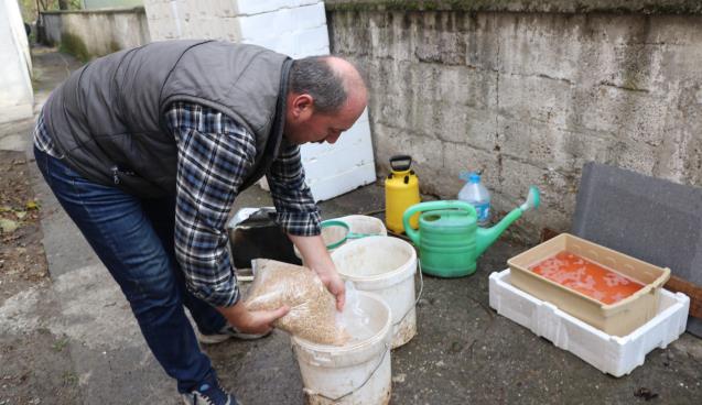 hayvanları için topraksız buğdaydan çim üretmeye başladı