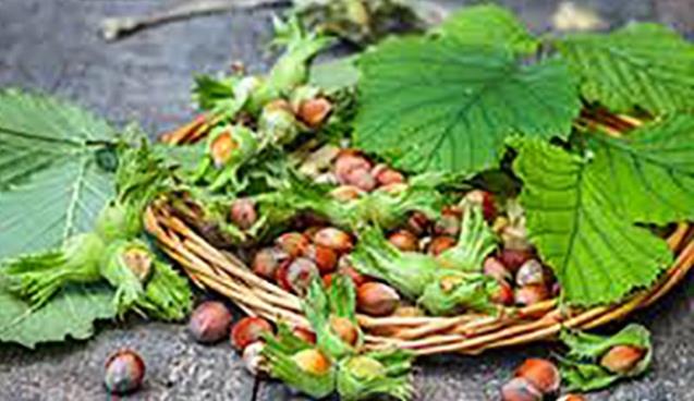 Fındık yetiştiricileri eğitilecek!