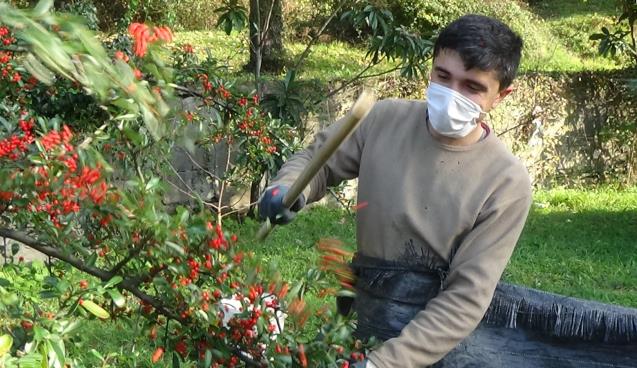 Ağaçlar götürüldü