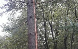 Yıldırım düştü…