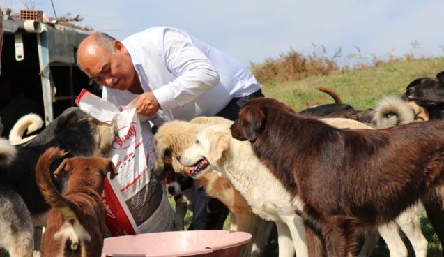 Erol Şahin sokak köpeklerini yalnız bırakmadı 
