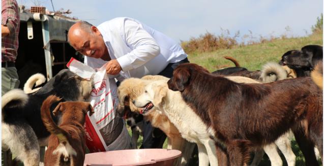 Erol Şahin sokak köpeklerini yalnız bırakmadı