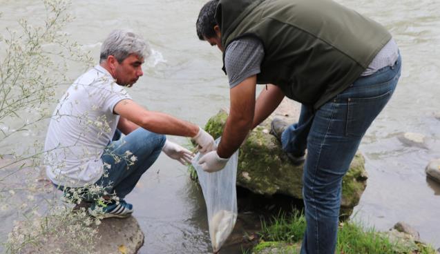 Karabük’te balık ölümleri tedirgin etti