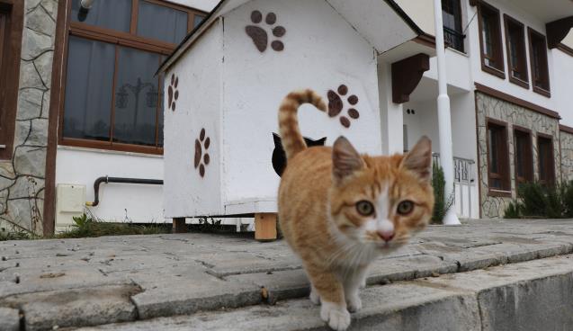 Özel) Sokak hayvanlarına "şefkat eli"