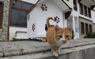 Özel) Sokak hayvanlarına "şefkat eli"