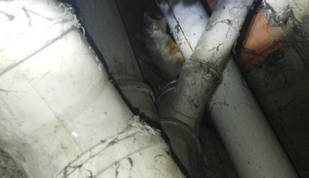 Apartman boşluğuna düşen kedi kurtarıldı