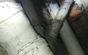 Apartman boşluğuna düşen kedi kurtarıldı