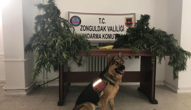 Bahçede kenevirleri sularken yakalandı