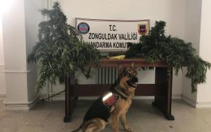 Bahçede kenevirleri sularken yakalandı