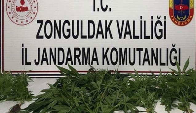 Jandarmadan uyuşturucu operasyonu