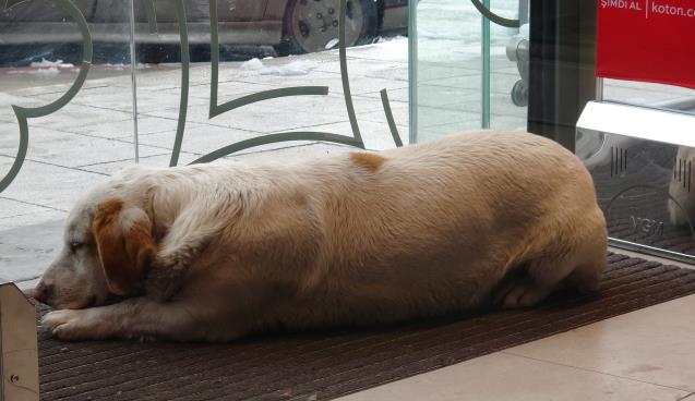 Soğukta üşüyen köpek mağazanın sıcak kliması altında uyuya
