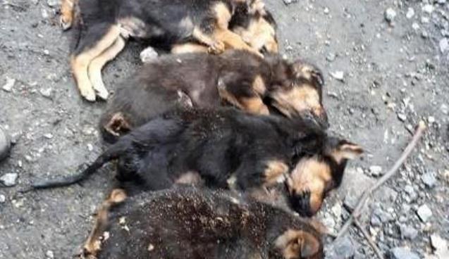 Zonguldak'ın Kozlu ilçesinde 8 köpek yavrusundan 