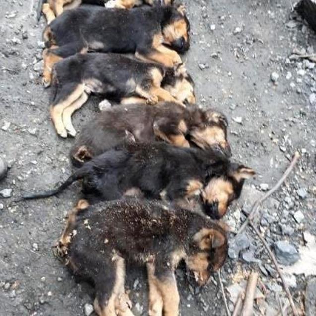 Zonguldak'ın Kozlu ilçesinde 8 köpek yavrusundan