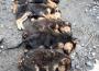 Zonguldak'ın Kozlu ilçesinde 8 köpek yavrusundan 