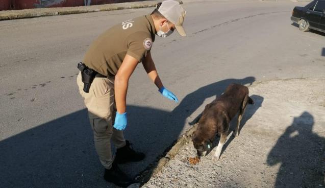 Sokak Hayvanları unutulmadı