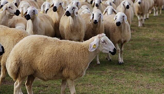 Dağıtım başladı..