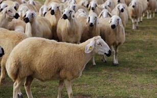 Dağıtım başladı..