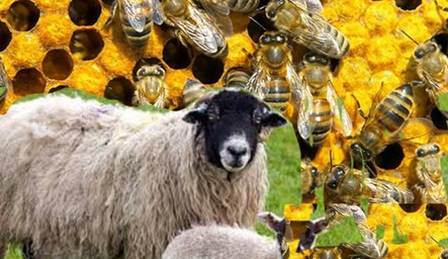 Arı ve koyun yetiştiricilerine destek...