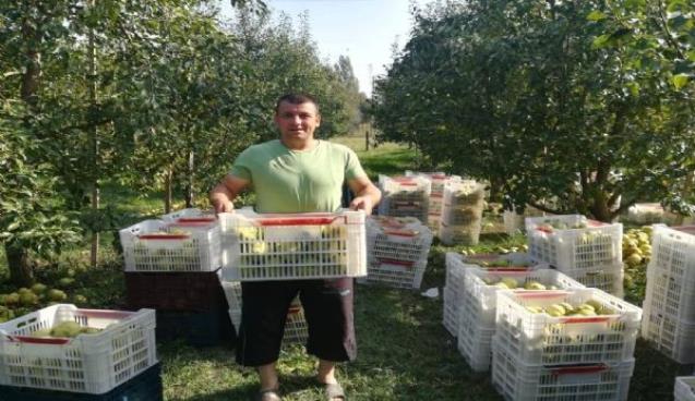 Çaycuma'da deveci armudunda hasat başladı