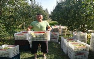 Çaycuma'da deveci armudunda hasat başladı