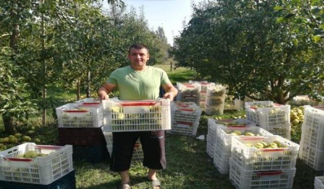 Çaycuma'da deveci armudunda hasat başladı
