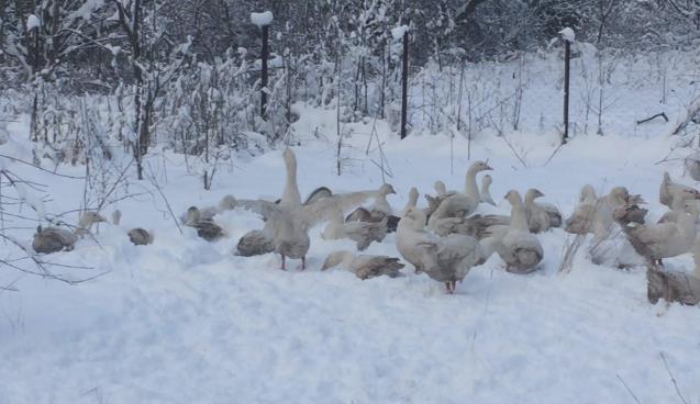 Kazların kar banyosu keyfi