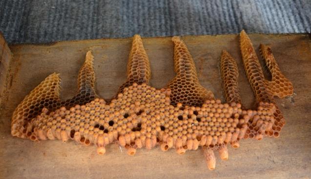 Görenler şaşkınlık yaşıyor...