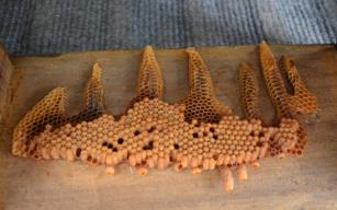 Görenler şaşkınlık yaşıyor...