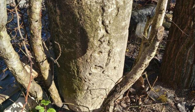 Zonguldak'ta Roma dönemine ait sütunlar ele geçirildi