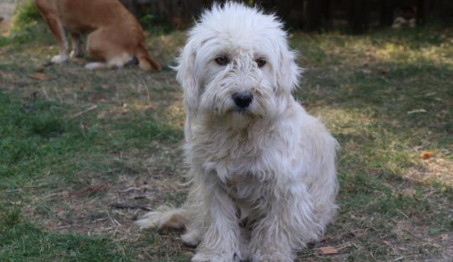 Köpek kedinin süt annesi oldu