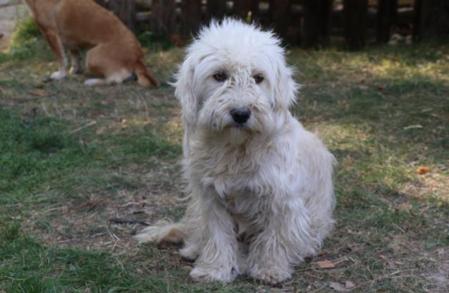 Köpek kedinin süt annesi oldu