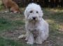 Köpek kedinin süt annesi oldu