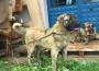 Sahipli köpeği av tüfeğiyle öldürdüler