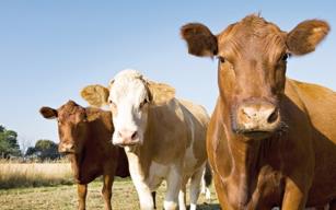 3 büyükbaş hayvan çalındı 