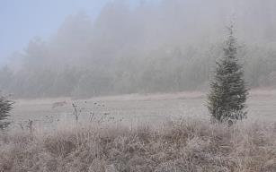 Aç kalan kurt köy yakınına indi