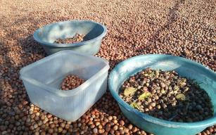 Fındık fiyatları 2 ayda 14 liradan 20 liraya yükseldi