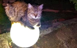 Sokakta üşüyen kedi ısınmak için bu yolu seçti