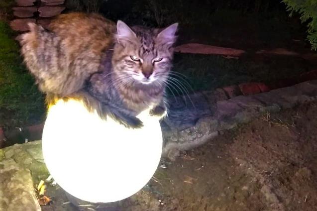Sokakta üşüyen kedi ısınmak için bu yolu seçti