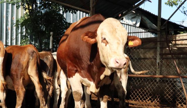 Bu kurbanlık otomobil fiyatına satılıyor