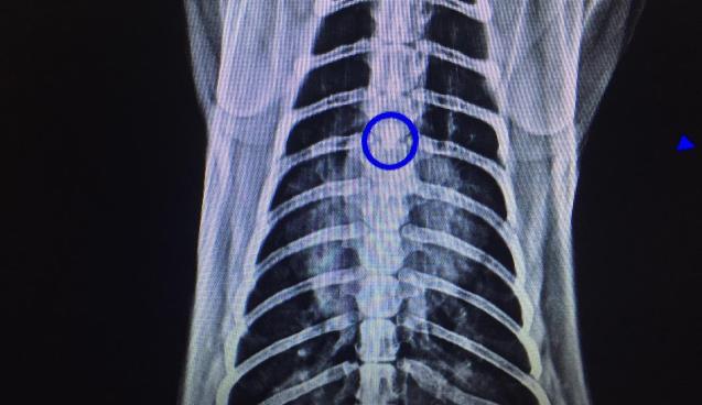 Kedinin soluk borusundan çıkan cisim şoke etti