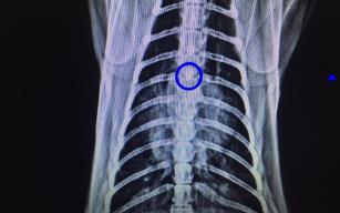 Kedinin soluk borusundan çıkan cisim şoke etti