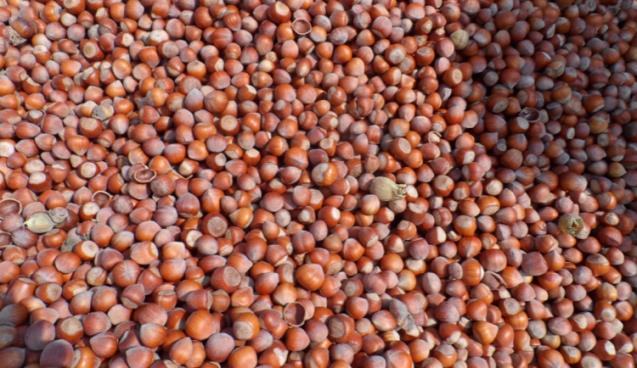 Fındık fiyatı yeniden yükseliyor..