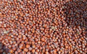 Fındık fiyatı yeniden yükseliyor..