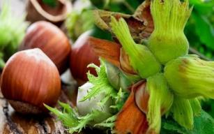 Fındık ihracatında yeni hedef Brezilya ve Meksika