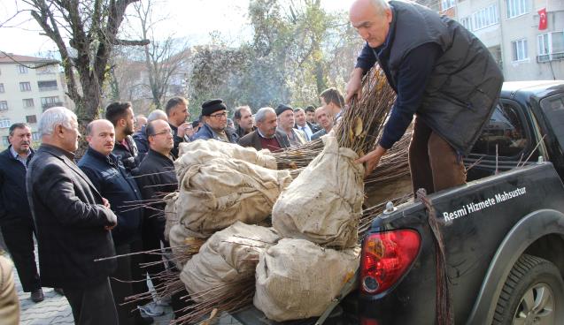 Devrek’te çiftçilere yönelik kestane fidanı dağıtımı