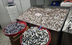 Zonguldaklı balıkçılar ağlarını Doğu Karadeniz'de atmaya