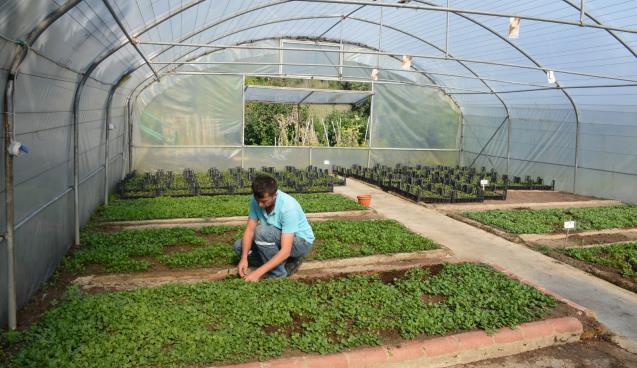 KDZ. EREĞLİ’NİN ÇİÇEĞİ, BELEDİYE SERASINDA ÜRETİLİYOR