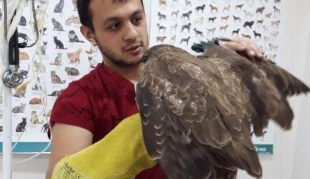 Vatandaşların bulduğu yaralı şahin tedavi altına alındı