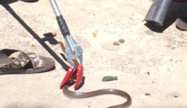 Zehirli yılanı karbondioksit gazıyla yakaladılar